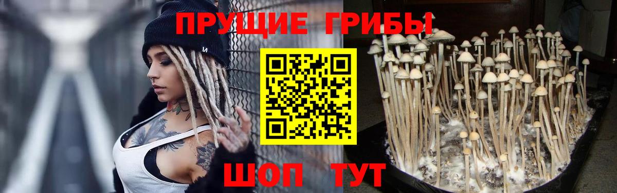 Псилоцибиновые грибы мицелий Новокубанск